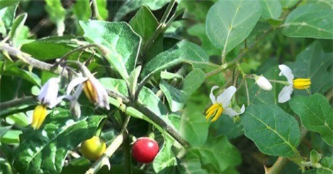 "Hái ra tiền" nhờ trồng cà gai leo