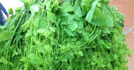 Thu về bạc triệu mỗi ngày nhờ bán rau bò khai