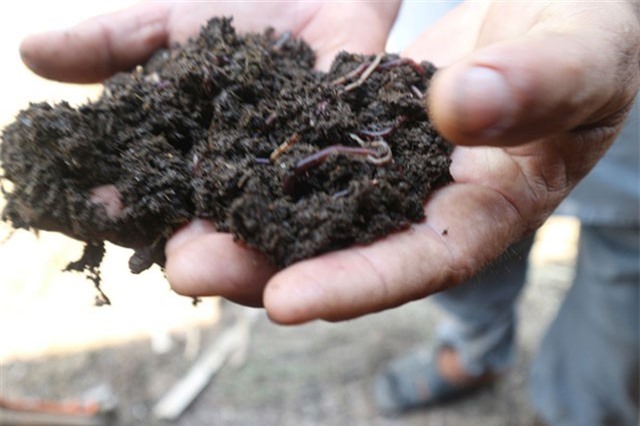 Nuôi trùn quế mỗi tháng lời gần 20 triệu đồng