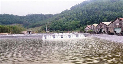 Thừa Thiên-Huế: Nhiều cán bộ bị kỷ luật vì để xảy ra việc phá rừng nuôi tôm 