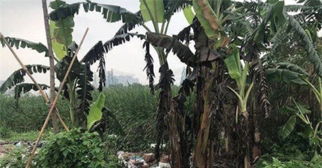 Vụ nam sinh bị giết, bỏ xác vào bao tải phi tang ở bãi rác là do mâu thuẫn tài chính