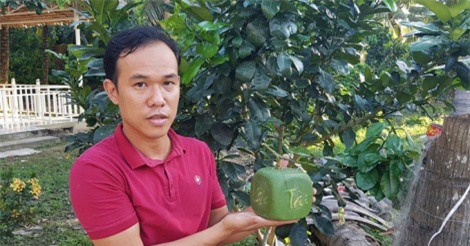 Bưởi hình vuông có chữ 4 mặt chưa từng thấy