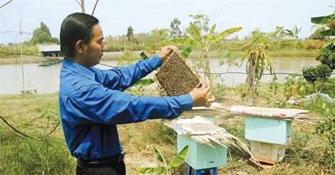 Độc chiêu nuôi ong bằng thùng xốp, mật thu đều đều