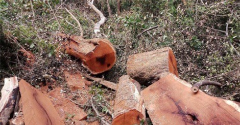 Một vụ phá rừng quy mô lớn vừa bị phát hiện tại Vườn quốc gia Yok Đôn