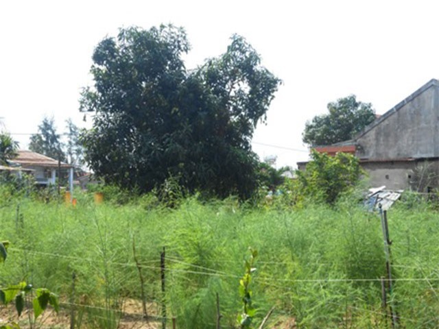 Thu gần nửa tỷ đồng/ha nhờ trồng măng tây xanh