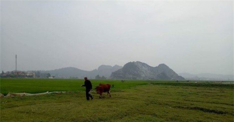 Trâu bò ăn cỏ phải đóng phí: Hoàn trả tiền cho dân trước 30/4