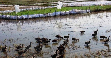 TIN HOT NGÀY 28/4: 78 người nhập viện vì uống nước nhiễm thuốc diệt cỏ, chăn vịt chạy đồng cũng bị thu phí gây bức xúc 