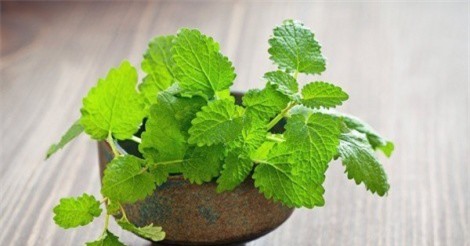 9 loại thảo mộc được coi là “thần dược” trong lọc phổi