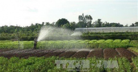 An Giang phát triển vùng chuyên canh rau màu thích ứng biến đổi khí hậu