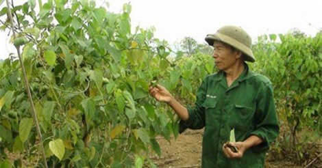 Hòa Bình trồng cây sachi đạt hiệu quả kinh tế cao