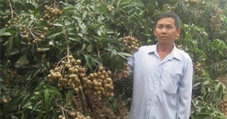 Lãi 2 tỷ đồng mỗi năm nhờ trồng nhãn