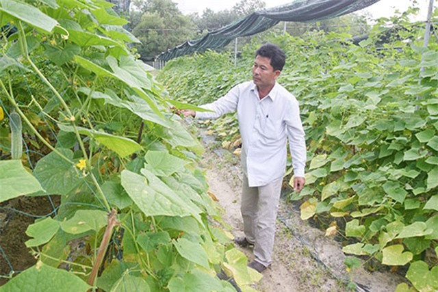 Thu lời cao từ trang trại rau sạch trên cát