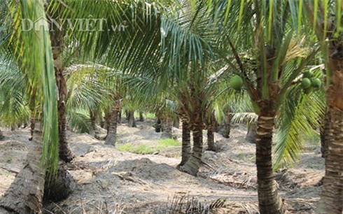 Mỗi tháng thu 24 triệu đồng từ trồng dừa bán quả