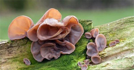 Những ai không nên ăn mộc nhĩ?