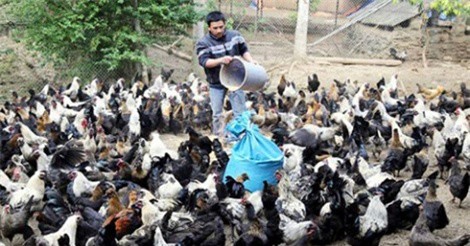 Nuôi gà đen thả đồi mang lại thu nhập cao cho bà con vùng cao