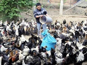 Nuôi gà đen thả đồi mang lại thu nhập cao cho bà con vùng cao