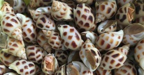 Nuôi ốc hương, lãi tiền tỷ