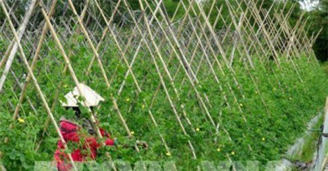 Sản xuất mướp đắng theo VietGap thu lãi gấp 4 lần so với trồng lúa
