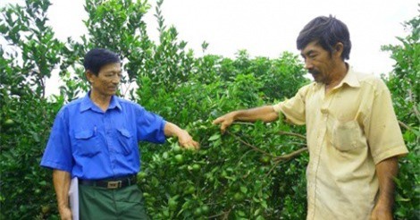 Thoát nghèo nhờ trồng cây ăn quả