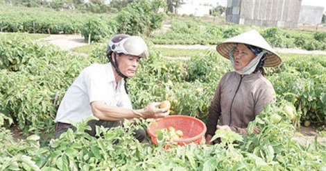 Trồng cà chua trên cát trắng