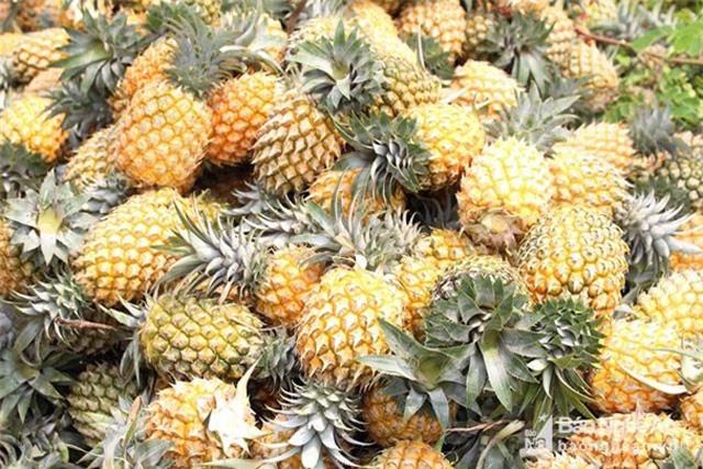 Trồng dứa giống mới, nông dân Nghệ An thu lãi 120 triệu đồng/ha