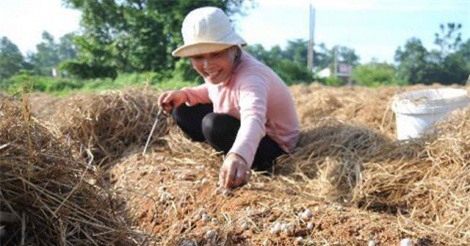Trồng nấm rơm cho nông dân Sóc Trăng thu nhập cao