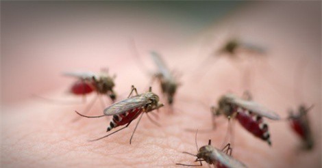 Vì sao muỗi thích đốt người có nhóm máu O?