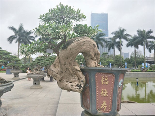 Chiêm ngưỡng "tuyệt phẩm" mai chiếu thủy dáng "độc" của đại gia Vĩnh Phúc 