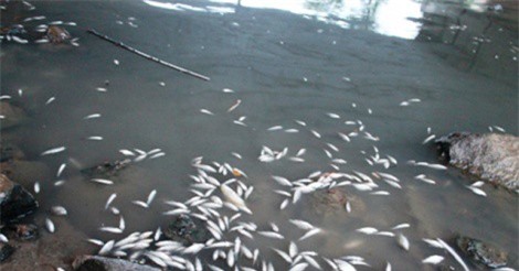 Quảng Ngãi: Cá chết nổi trắng sông khiến nhiều người hoang mang