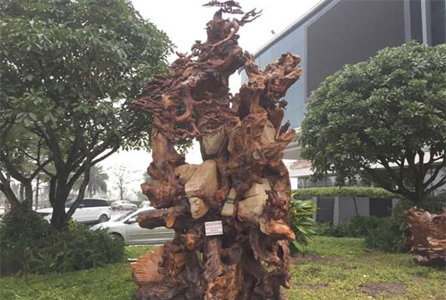 Chiêm ngưỡng gốc gỗ trai đỏ thế “bạt phong hồi đầu” nghìn năm tuổi ở Hà Nội