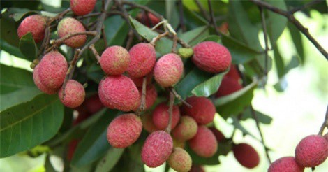 Chôm chôm, vải rừng đắt hàng mùa nóng