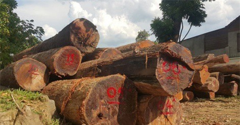 Cán bộ kiểm lâm nói gì về xưởng gỗ lậu của Phượng 'râu'?