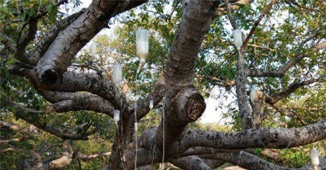 Kỳ bí cây đa 700 tuổi được truyền dịch như người tại Ấn Độ
