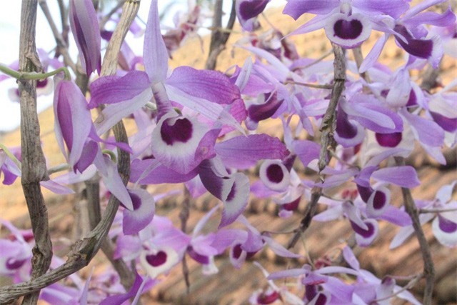 "Lạc bước" vào vườn lan rừng tiền tỷ của đại gia Hà Tĩnh