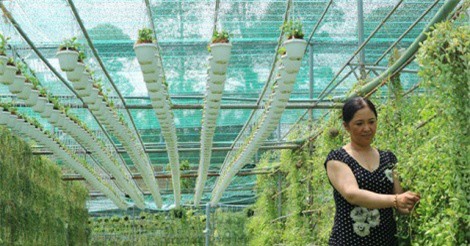 Trồng kiểng treo thu hàng tỉ đồng mỗi năm