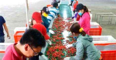 Bầu Đức thu hơn 30 tỷ đồng mỗi tháng từ trồng ớt