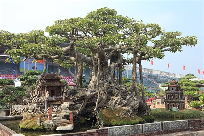 Cây sanh cổ có gì đặc biệt mà đại gia Hà Nội "cõng" vàng đi mua?