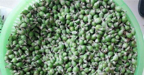 Thu lời chục triệu/tuần từ táo mèo bao tử