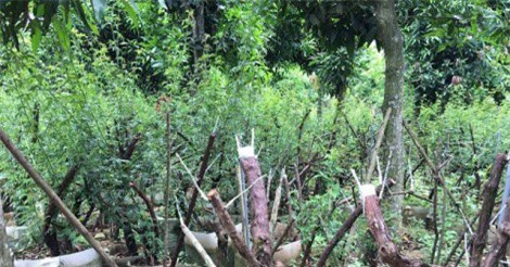 Đại gia Hà Nội "khoe chiến tích" dùng hàng chục tỷ đồng gom 3.000 cây hoa hồng cổ ở Tây Bắc