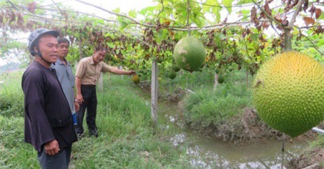 Thuê đất trồng gấc, lãi 600 triệu/năm