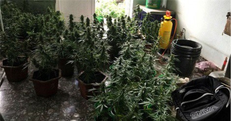 Bắt thành viên "Hội thánh Đức Chúa Trời" vì trồng lượng lớn cần sa trong nhà