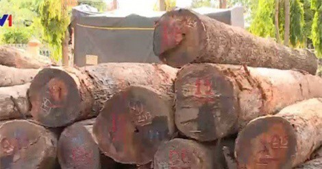 Đình chỉ cán bộ liên quan vụ vận chuyển gỗ tại Vườn quốc gia Yok Đôn
