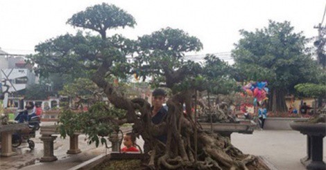 Mê mẩn ngắm những cây cảnh cổ thụ đáng giá cả "xe tải tiền" của đại gia Việt