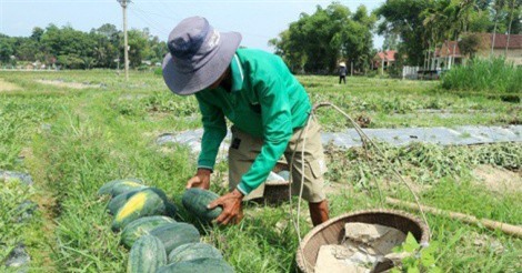 Quảng Nam: Dưa hấu được mùa được giá, người dân vẫn lo lắng
