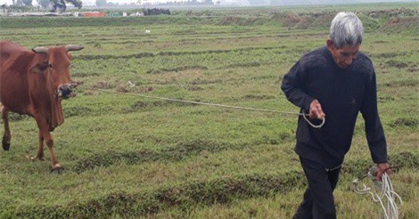 Thanh Hóa yêu cầu kiểm điểm vụ chăn trâu bò phải đóng phí cỏ