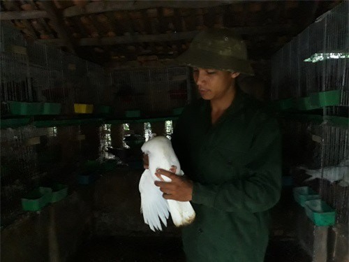 Vươn lên thoát nghèo nhờ mô hình nuôi chim bồ câu 