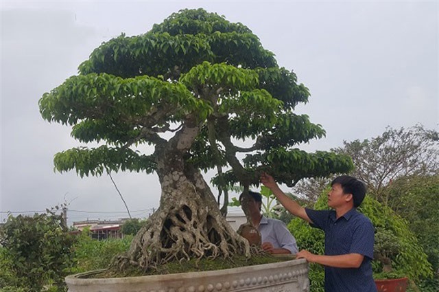 Cây sanh 100 tuổi dáng lão mai của đại gia Nam Định khiến giới mê cây cảnh "bấn loạn"