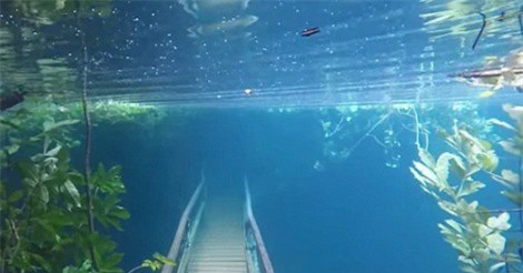 "Đôc lạ" thủy cung 7 năm xuất hiện một lần ở Brazil