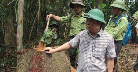 Cách chức Hạt trưởng kiểm lâm vì để mất rừng