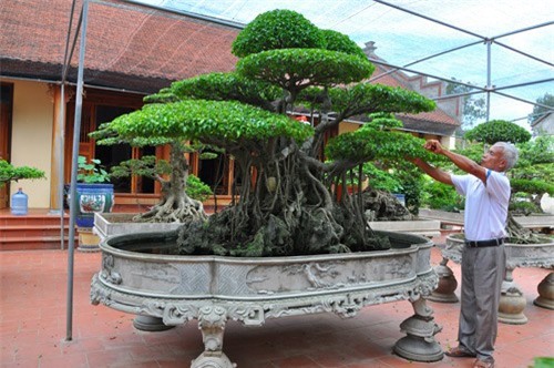 "Lắc mắt" với vườn “siêu” cây cảnh giá 10 tỷ đồng của lão nông Hà Thành